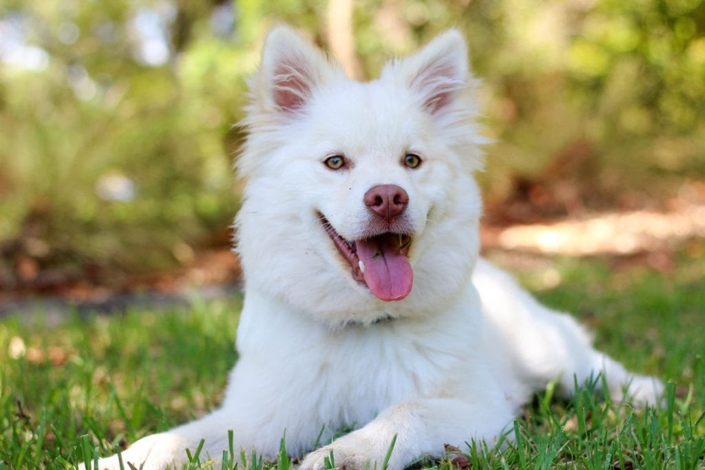 4 Steps to Overcome Financial Abuse from a Narcissist 4 Dog Walking Pet Sitting