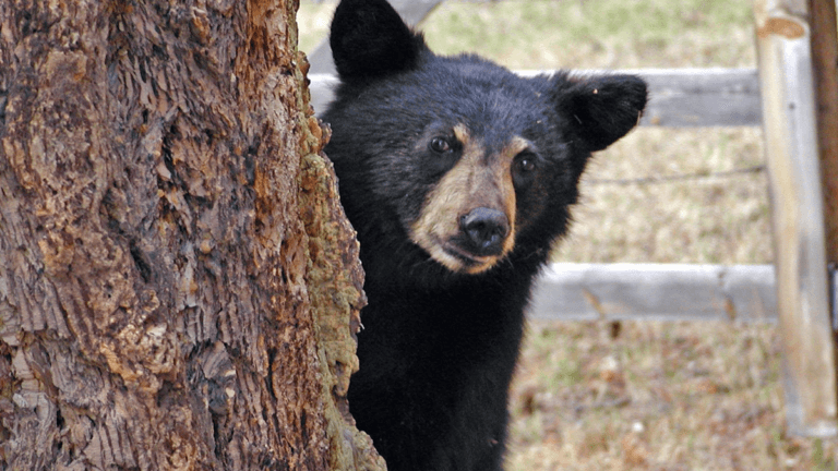 Bears over men
